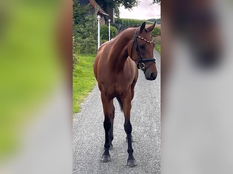 Oldenburger Merrie 4 Jaar 160 cm Bruin in Syke