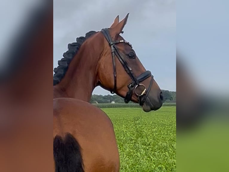 Oldenburger Merrie 4 Jaar 160 cm Bruin in Syke