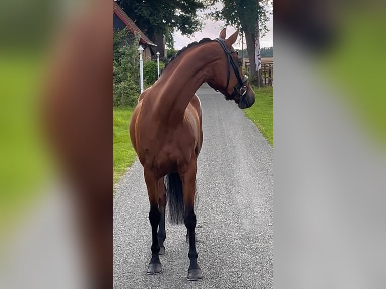 Oldenburger Merrie 4 Jaar 160 cm Bruin in Syke