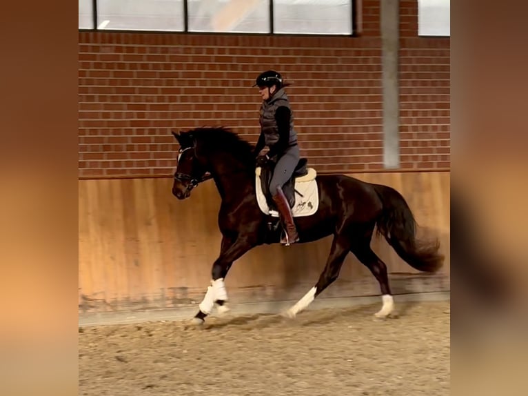 Oldenburger Merrie 4 Jaar 160 cm Donkerbruin in Ankum