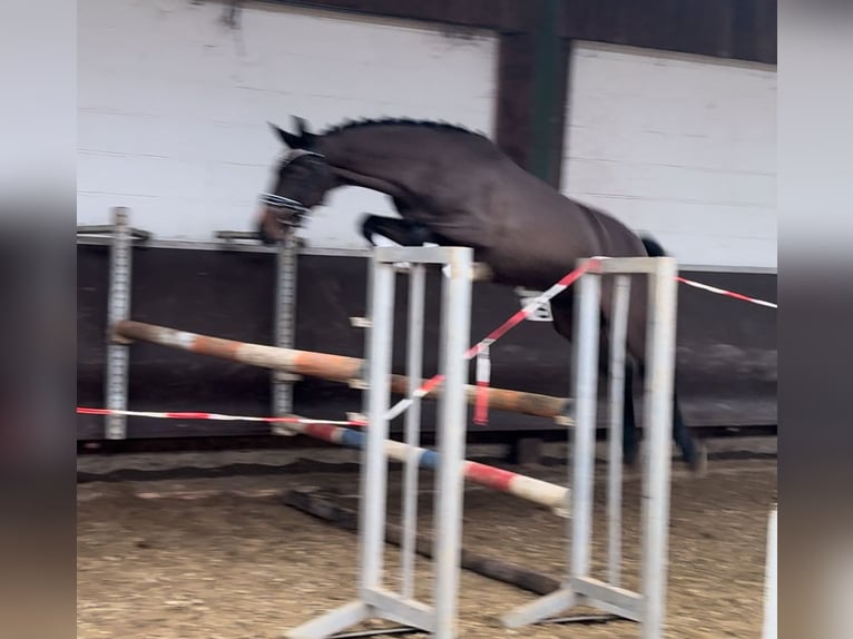 Oldenburger Merrie 4 Jaar 160 cm Donkerbruin in Bramsche