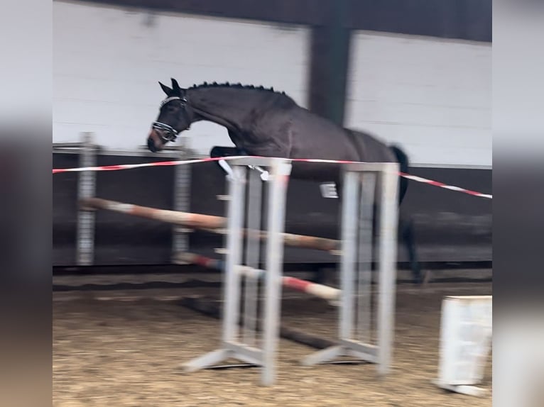 Oldenburger Merrie 4 Jaar 160 cm Donkerbruin in Bramsche