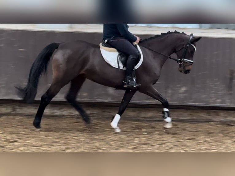 Oldenburger Merrie 4 Jaar 160 cm Donkerbruin in Bramsche