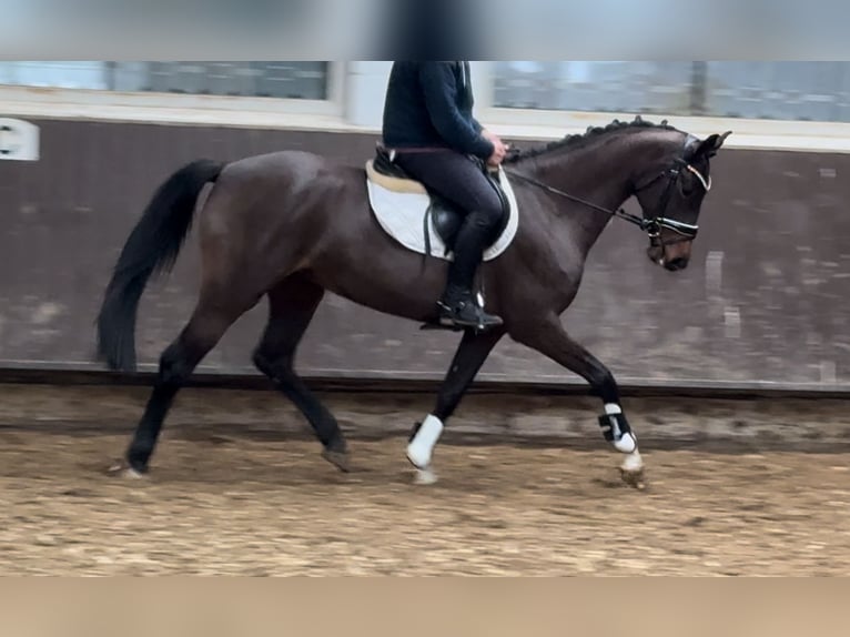 Oldenburger Merrie 4 Jaar 160 cm Donkerbruin in Bramsche