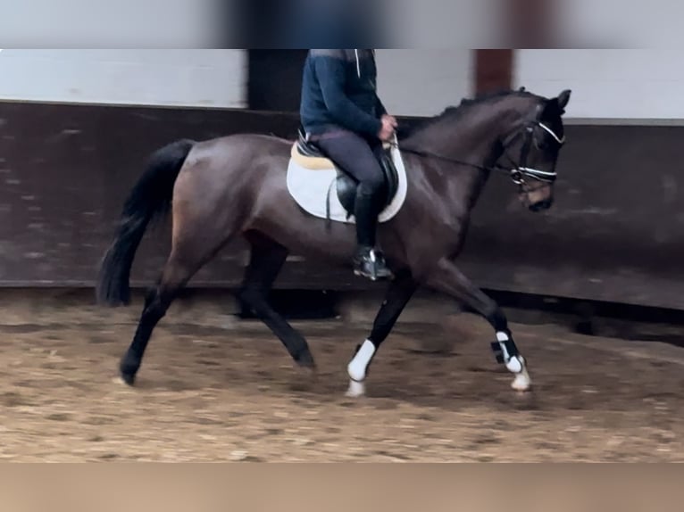 Oldenburger Merrie 4 Jaar 160 cm Donkerbruin in Bramsche