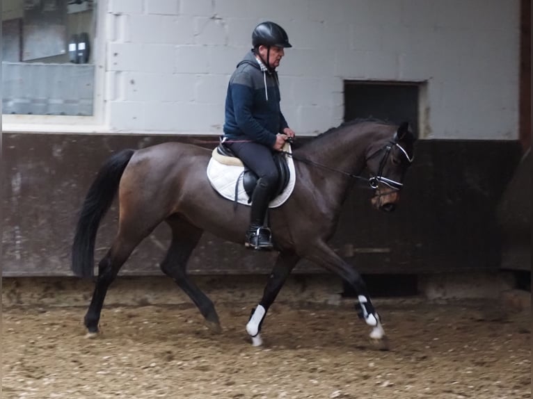 Oldenburger Merrie 4 Jaar 160 cm Donkerbruin in Bramsche