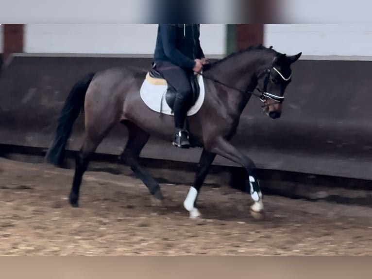 Oldenburger Merrie 4 Jaar 160 cm Donkerbruin in Bramsche