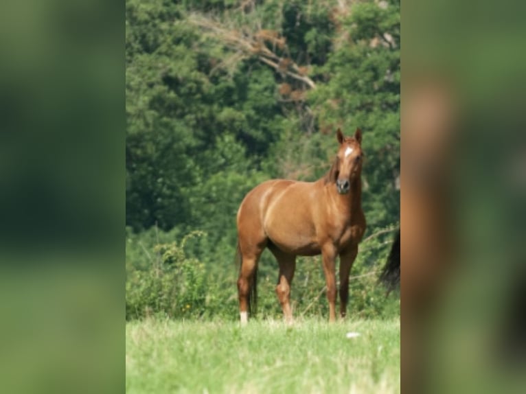 Oldenburger Merrie 4 Jaar 160 cm Vos in Bockenem