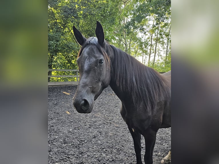 Oldenburger Merrie 4 Jaar 160 cm Zwart in Haselbachtal