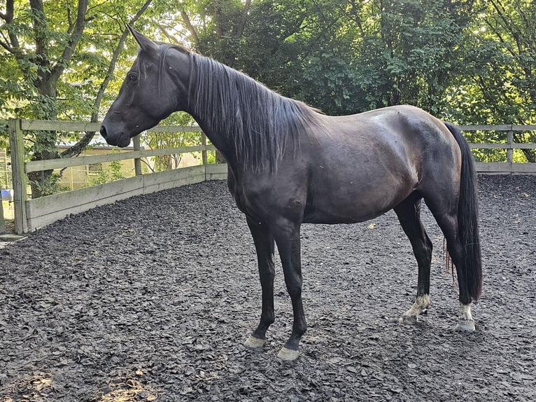 Oldenburger Merrie 4 Jaar 160 cm Zwart in Haselbachtal