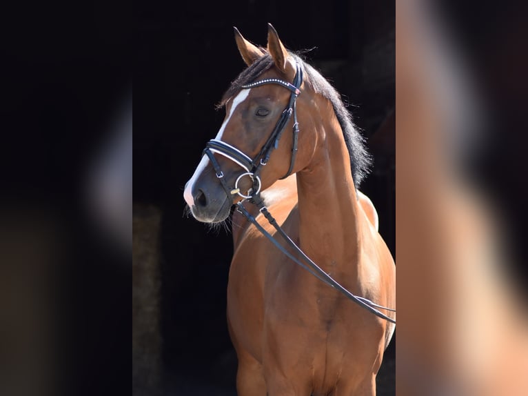 Oldenburger Merrie 4 Jaar 161 cm Bruin in Herbstein