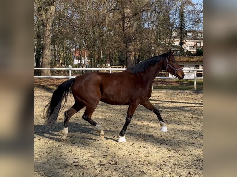 Oldenburger Merrie 4 Jaar 161 cm Bruin in Hamm