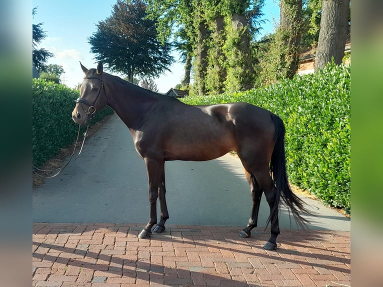 Oldenburger Merrie 4 Jaar 161 cm Donkerbruin in Lindern (Oldenburg)