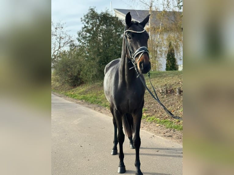 Oldenburger Merrie 4 Jaar 161 cm Donkerbruin in Phöben