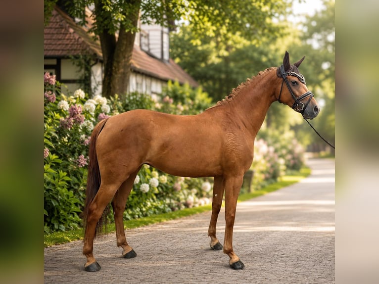 Oldenburger Merrie 4 Jaar 161 cm Vos in Bielefeld