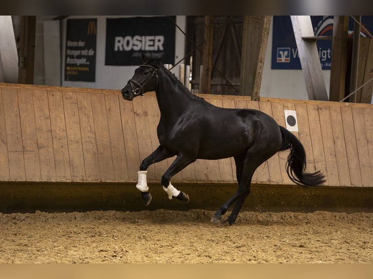 Oldenburger Merrie 4 Jaar 161 cm Zwart in Lemgo