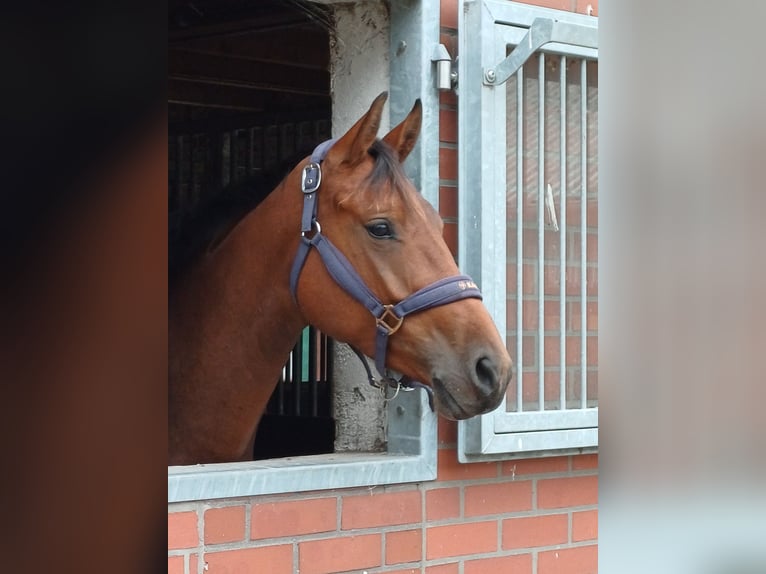 Oldenburger Merrie 4 Jaar 162 cm Bruin in Ganderkesee