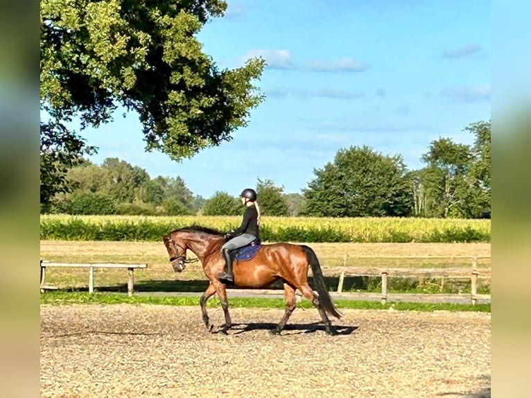 Oldenburger Merrie 4 Jaar 162 cm Bruin in Ganderkesee