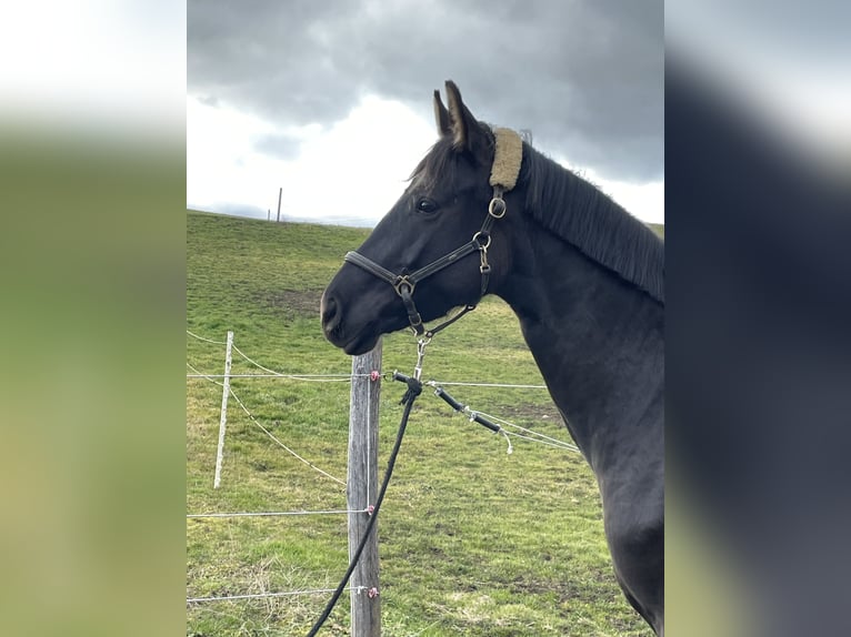 Oldenburger Merrie 4 Jaar 162 cm Zwart in Zwillikon