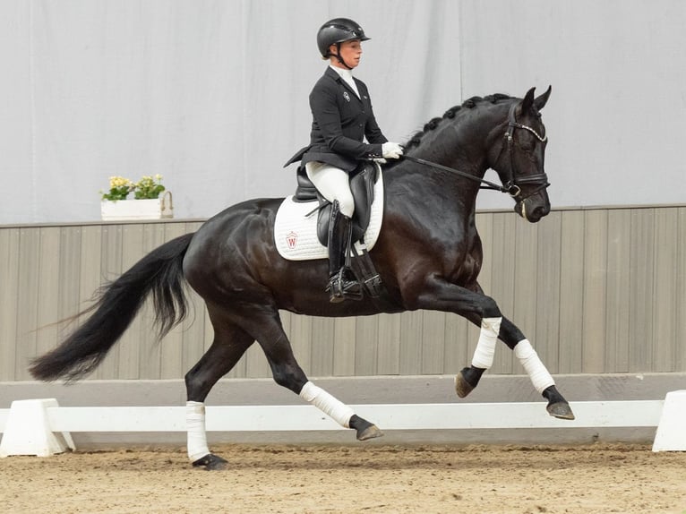 Oldenburger Merrie 4 Jaar 162 cm Zwartbruin in Münster-Handorf