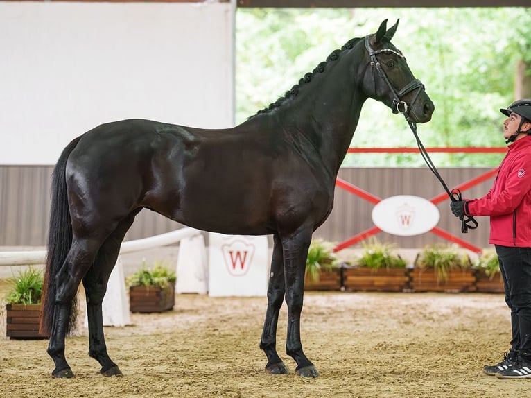 Oldenburger Merrie 4 Jaar 162 cm Zwartbruin in Münster-Handorf