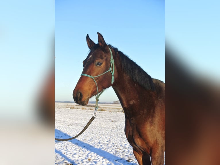 Oldenburger Merrie 4 Jaar 163 cm Bruin in Groß Siegharts