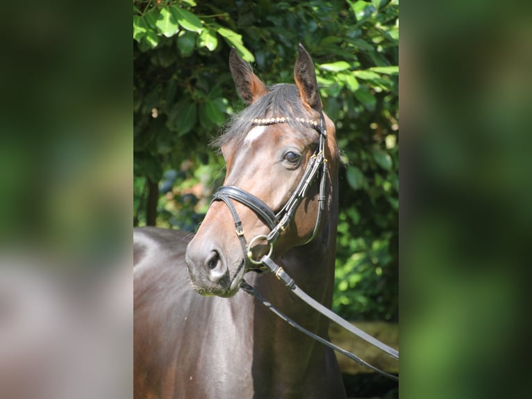 Oldenburger Merrie 4 Jaar 163 cm Donkerbruin in Bad Bentheim