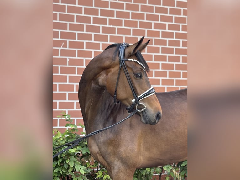 Oldenburger Merrie 4 Jaar 164 cm Bruin in Barver
