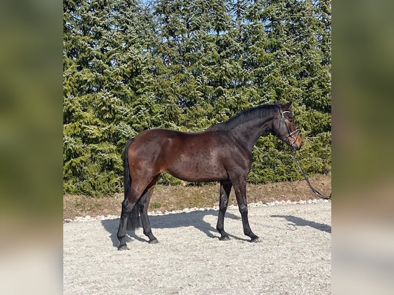 Oldenburger Merrie 4 Jaar 164 cm Bruin in Drackenstein