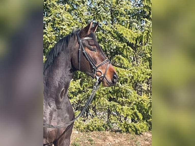 Oldenburger Merrie 4 Jaar 164 cm Bruin in Drackenstein