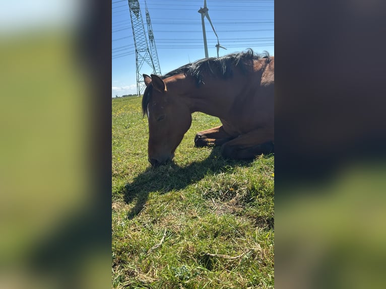 Oldenburger Merrie 4 Jaar 164 cm Bruin in Bekm&#xFC;ndeItzehoe
