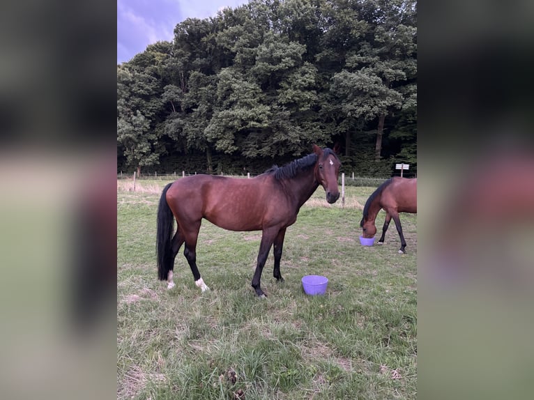 Oldenburger Merrie 4 Jaar 164 cm Bruin in Wachtberg