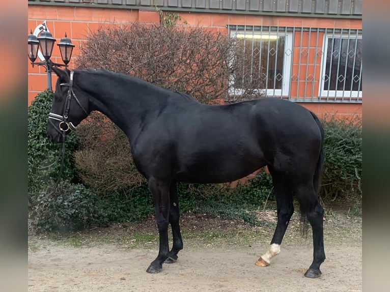 Oldenburger Merrie 4 Jaar 164 cm Zwart in Hepstedt