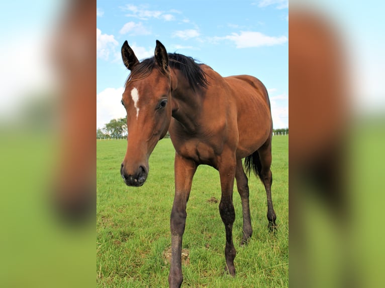 Oldenburger Merrie 4 Jaar 165 cm Bruin in Hankensbüttel