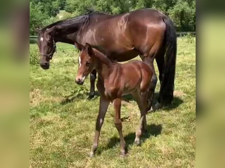 Oldenburger Merrie 4 Jaar 165 cm Bruin in Hankensbüttel