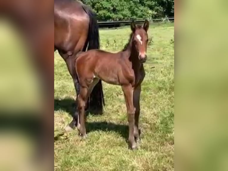 Oldenburger Merrie 4 Jaar 165 cm Bruin in Hankensbüttel