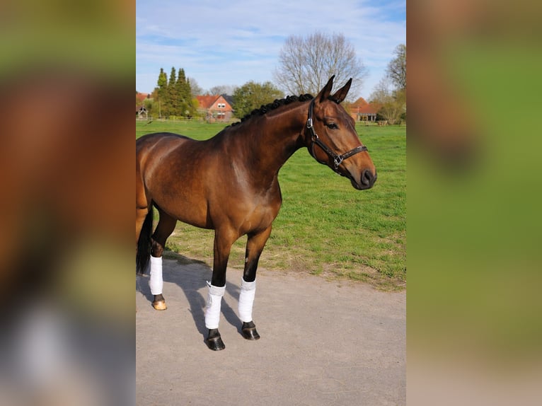 Oldenburger Merrie 4 Jaar 165 cm Bruin in Schwarmstedt