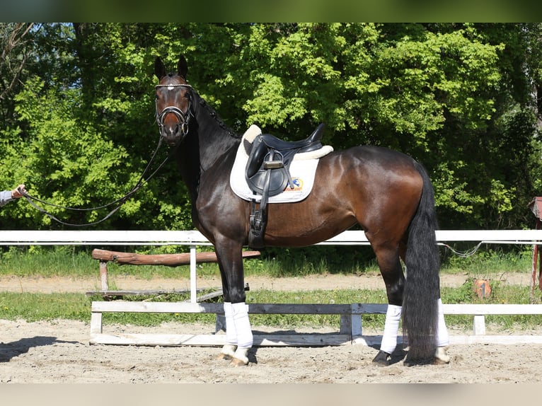 Oldenburger Merrie 4 Jaar 165 cm Donkerbruin in Budaörs