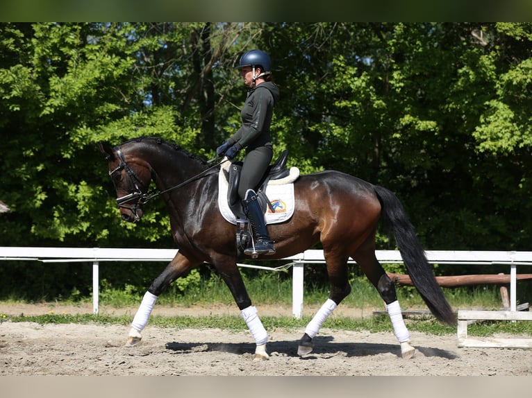 Oldenburger Merrie 4 Jaar 165 cm Donkerbruin in Budaörs