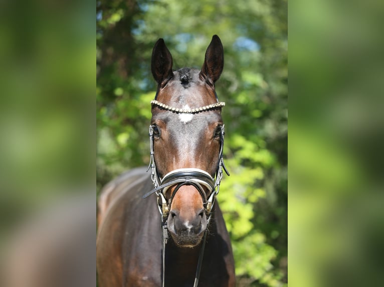 Oldenburger Merrie 4 Jaar 165 cm Donkerbruin in Budaörs