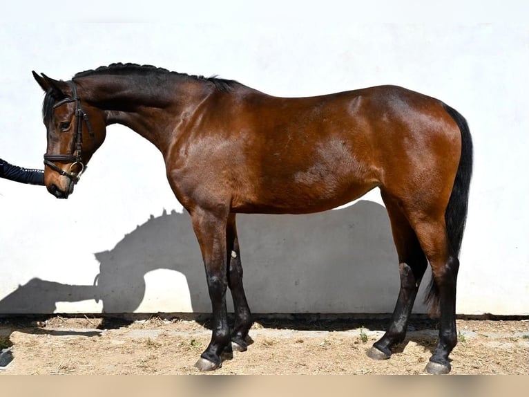 Oldenburger Merrie 4 Jaar 165 cm Donkerbruin in Prague