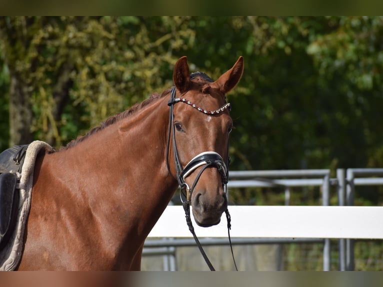 Oldenburger Merrie 4 Jaar 165 cm Donkere-vos in Sch&#xFC;lp bei Nortorf