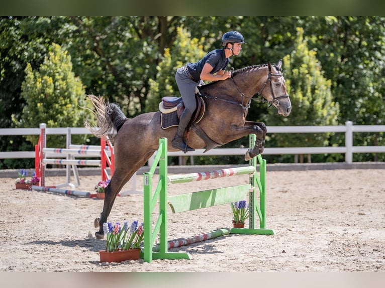 Oldenburger Merrie 4 Jaar 165 cm  in zduchovice