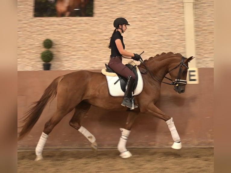 Oldenburger Merrie 4 Jaar 165 cm Vos in Wehringen