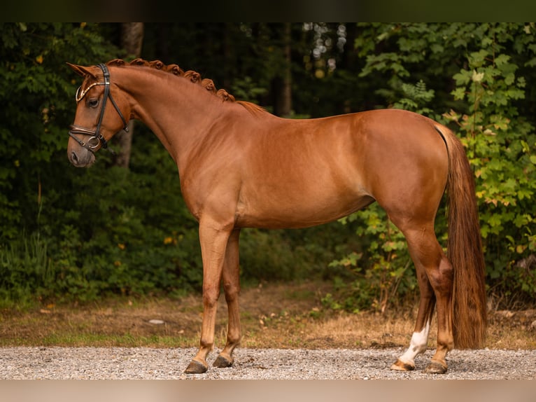 Oldenburger Merrie 4 Jaar 165 cm Vos in Wehringen