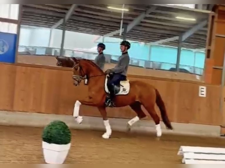 Oldenburger Merrie 4 Jaar 165 cm Vos in Gleichen