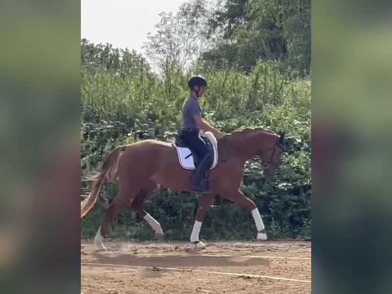 Oldenburger Merrie 4 Jaar 165 cm Vos in Homberg (Ohm)