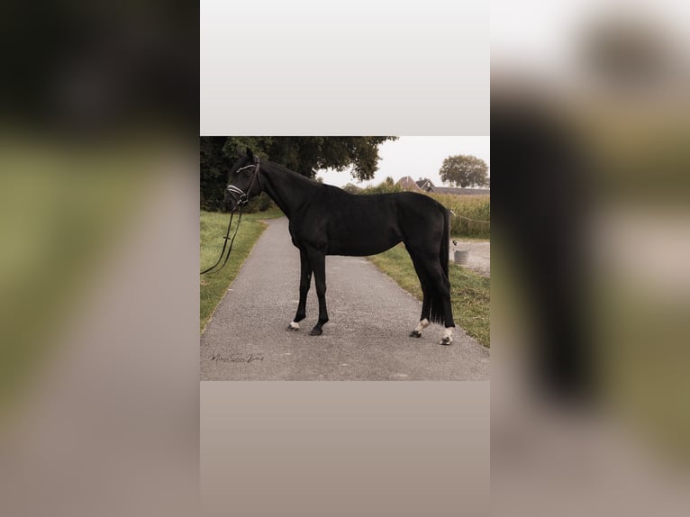 Oldenburger Merrie 4 Jaar 165 cm Zwart in Dorsten