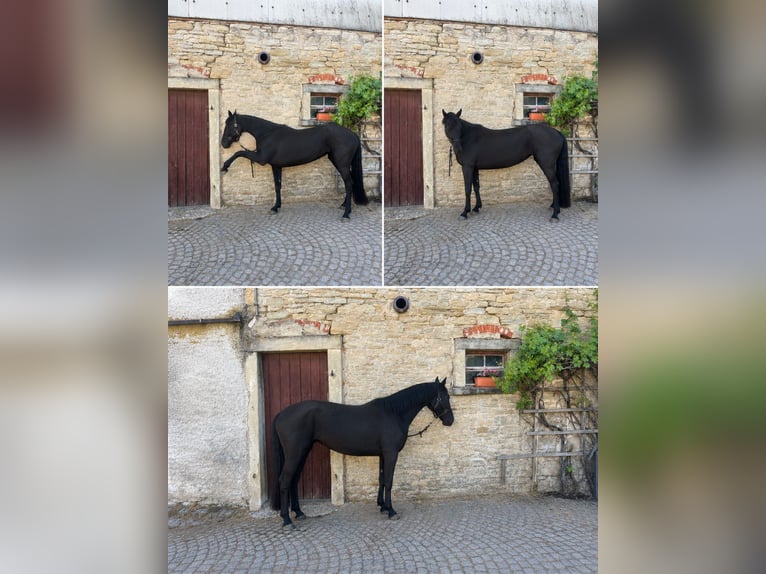 Oldenburger Merrie 4 Jaar 165 cm Zwart in Lindenkreuz
