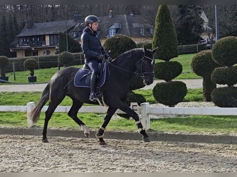 Oldenburger Merrie 4 Jaar 165 cm Zwart in Homberg (Ohm)